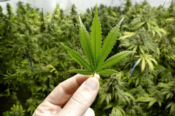 Oregon Liquor Control Commission Updates Recreational Marijuana Rules