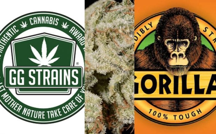 Cannabis Trademark Infringement Series: Gorilla Glue #4
