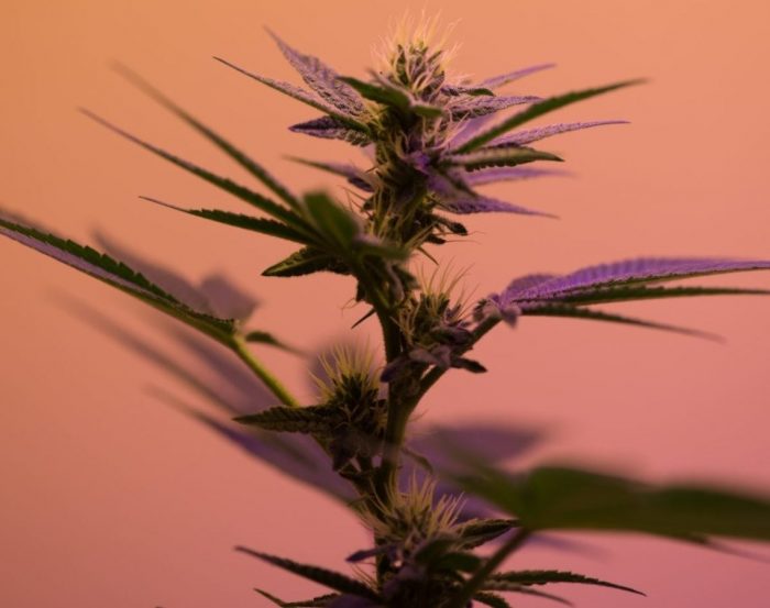 Price Hikes for Hemp Licenses Could be Coming in Washington State 