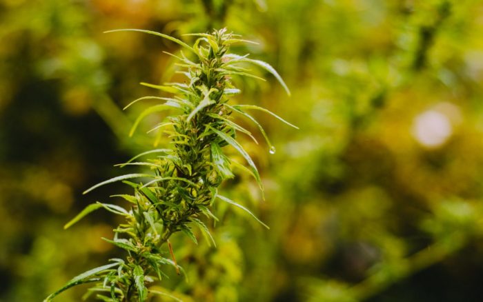 Idaho Police Seize 6,701 Pounds of Hemp