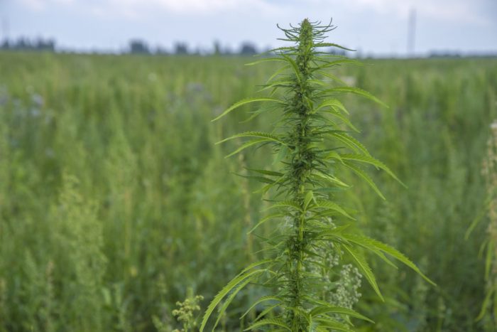 Erratic Industrial Hemp Economy Presents Risks and Rewards