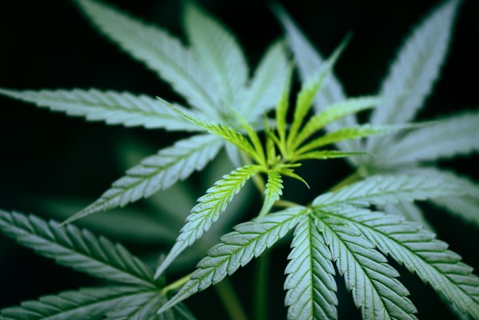 South Dakota Supreme Court strikes down recreational marijuana amendment