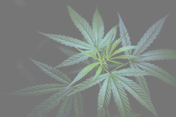 Cannabis Legal Industry | Start Up Stoners Podcast