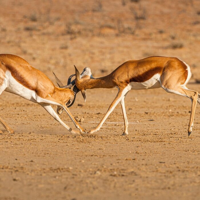 Head butting antlers on a fight in litigation