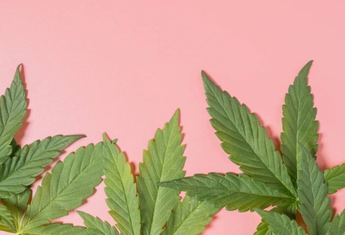 Trademark Protection for Cannabis Brands: Navigating Federal Limits and State Strategies
