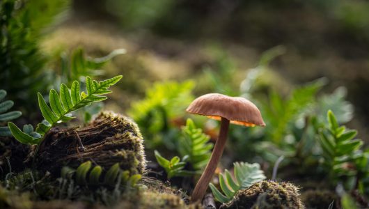 Psilocybin Law